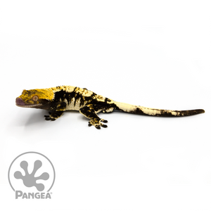 Male Black and White Extreme Harlequin Crested Gecko Cr-1081 looking left