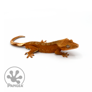 Male Red Phantom Crested Gecko Cr-1082 looking left