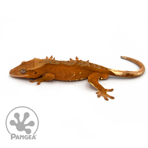 Male Red Phantom Crested Gecko Cr-1082 looking right