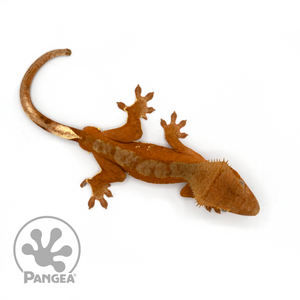 Male Red Phantom Crested Gecko Cr-1082 from above