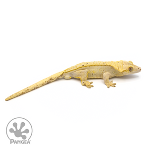 Male Phantom Pinstripe Crested Gecko Cr-1083 looking right 
