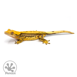 Female Pinstripe Crested Gecko Cr-1084 Looking left 