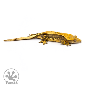 Female Pinstripe Crested Gecko Cr-1084 looking right