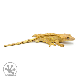 Male Quadstripe Crested Gecko Cr-1085 looking right 