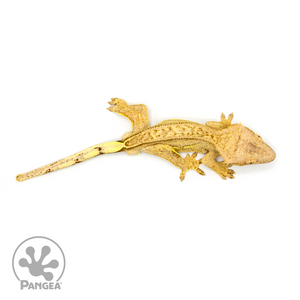 Male Quadstripe Crested Gecko Cr-1085 from above