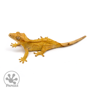 Female Yellow Reverse Pinstripe Crested Gecko Cr-1087 lookin right