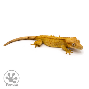 Female Yellow Reverse Pinstripe Crested Gecko Cr-1087 looking right 