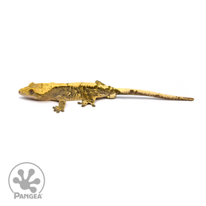 Male Harlequin Dalmatian Crested Gecko Cr-1089 looking left 
