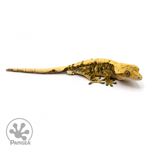 Male Harlequin Dalmatian Crested Gecko Cr-1089 looking right 