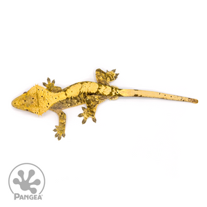 Male Harlequin Dalmatian Crested Gecko Cr-1089 from above 