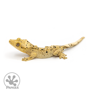 Male Super Dalmatian Crested Gecko Cr-1090 looking left 