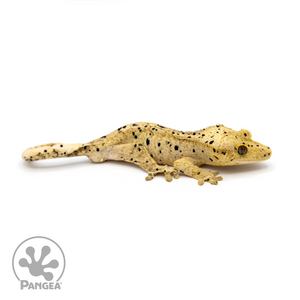 Male Super Dalmatian Crested Gecko Cr-1090 looking right