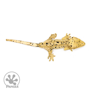 Male Super Dalmatian Crested Gecko Cr-1090 from above