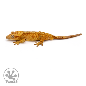 Male Red Brindle Crested Gecko Cr-1091 looking left 
