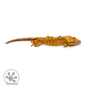 Male Red Brindle Crested Gecko Cr-1091 looking right