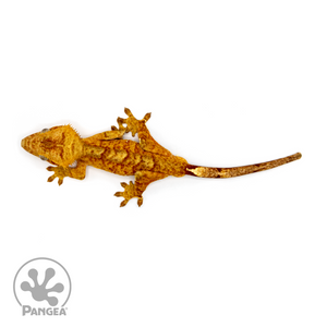 Male Red Brindle Crested Gecko Cr-1091 From above 