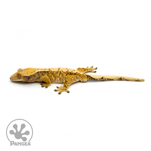Male Tricolor Crested Gecko Cr-1092 looking left 