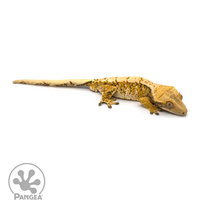Male Tricolor Crested Gecko Cr-1092 looking right 