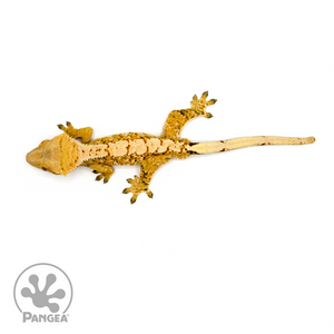 Male Tricolor Crested Gecko Cr-1092 from above 