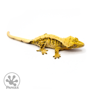 Female Tricolor Crested Gecko Cr-1094 looking right 
