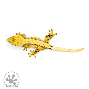 Female Tricolor Crested Gecko Cr-1094 from above 