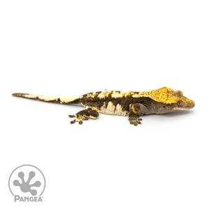 Female Tricolor Extreme Harlequin Crested Gecko Cr-1095 looking right