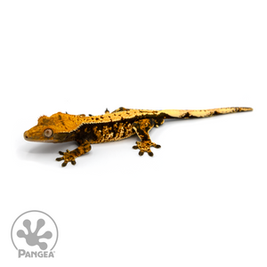Male Tricolor Extreme Harlequin Crested Gecko Cr-1096 looking left 
