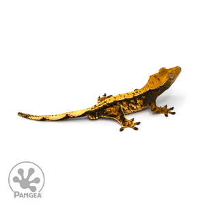 Male Tricolor Extreme Harlequin Crested Gecko Cr-1096 looking right 