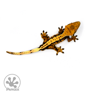 Male Tricolor Extreme Harlequin Crested Gecko Cr-1096 from above 