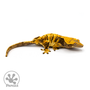 Female Tricolor XXX Crested Gecko Cr-1099 looking right