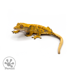 Female Tricolor XXX Crested Gecko Cr-1100 looking left 