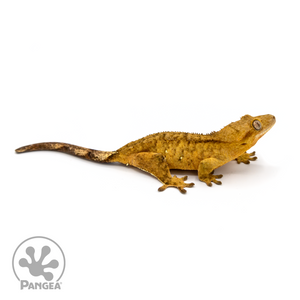 Female Tiger Crested Gecko Cr-1101 looking right 