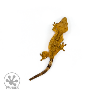 Female Tiger Crested Gecko Cr-1101 From above 