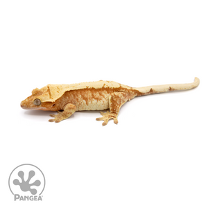 Female Extreme Red Harlequin Crested Gecko Cr-1102 looking left 