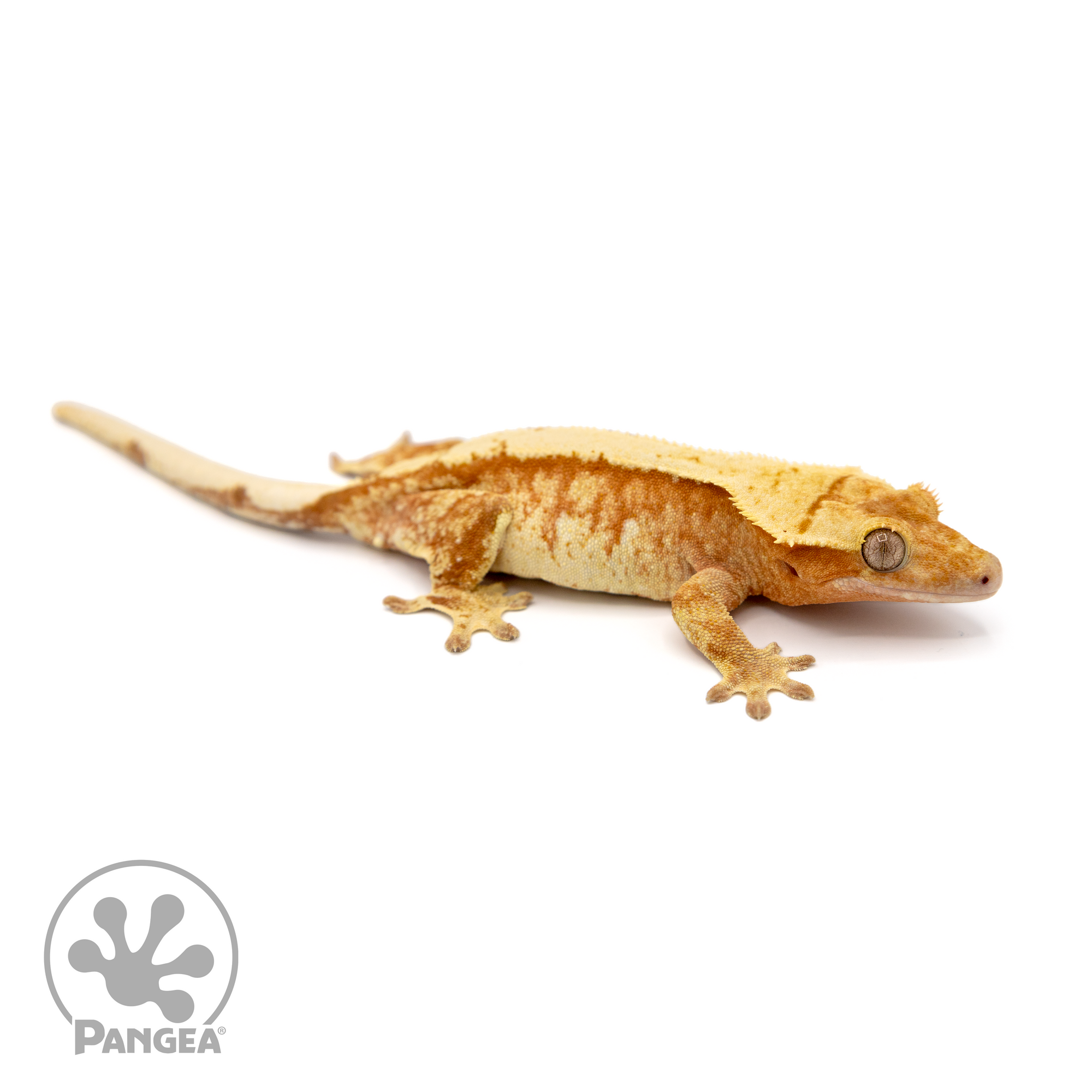 Female Extreme Red Harlequin Crested Gecko Cr-1102 looking right 