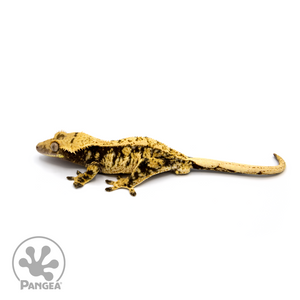 Male XXX Crested Gecko Cr-1103 looking left 