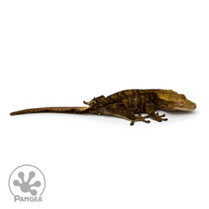 Female Dark Tiger Crested Gecko Cr-1104 looking right