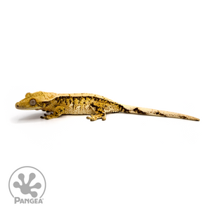 Female High White Extreme Harlequin Crested Gecko Cr-1106 looking left