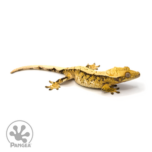 Female High White Extreme Harlequin Crested Gecko Cr-1106 looking right