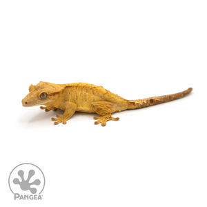 Female Yellow Brindle Crested Gecko Cr-1107 looking left 