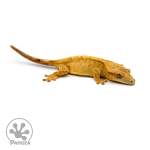 Female Yellow Brindle Crested Gecko Cr-1107 looking right