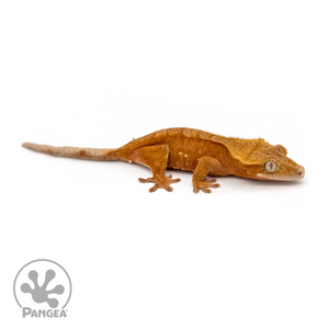 Female Red Phantom Crested Gecko Cr-1108 looking right