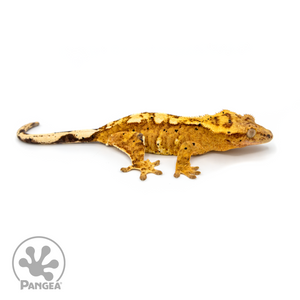 Female Flame Crested Gecko Cr-1109 looking right 