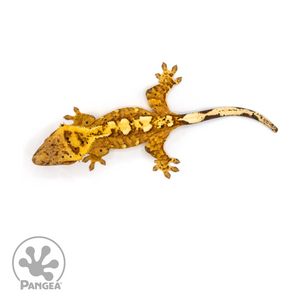 Female Flame Crested Gecko Cr-1109 from above