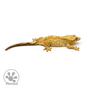 Female Cream Tiger Crested Gecko Cr-1110 looking right