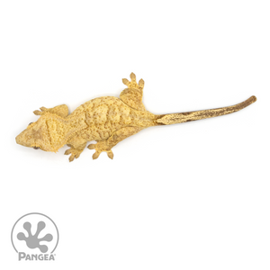 Female Cream Tiger Crested Gecko Cr-1110 from above