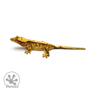 Female Red Extreme Harlequin Crested Gecko Cr-1111 looking left 