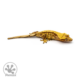Female Red Extreme Harlequin Crested Gecko Cr-1111 looking right 