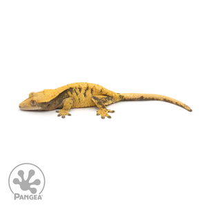Female XXX Crested Gecko Cr-1112 looking left