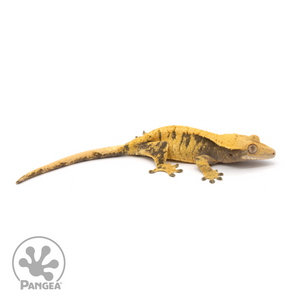 Female XXX Crested Gecko Cr-1112 looking right
